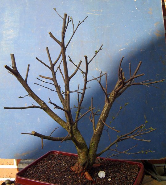betula pubeszens