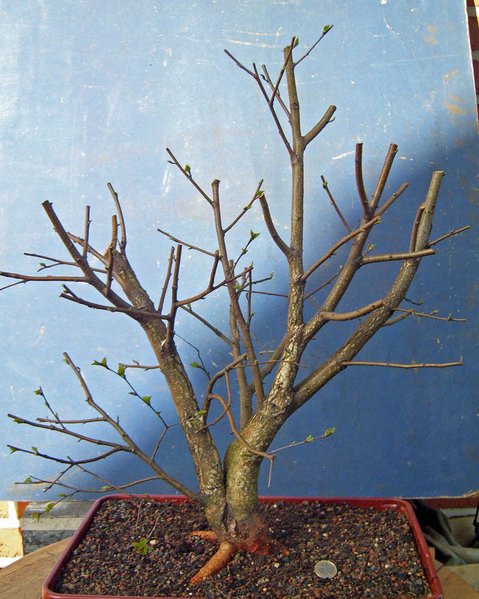 betula pubeszens