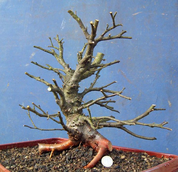 betula pubeszens