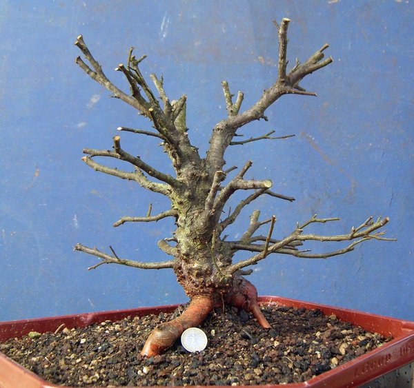 betula pubeszens