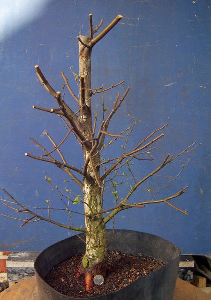 betula pubeszens