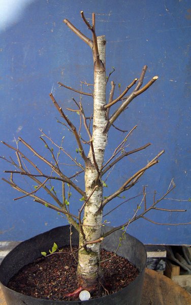 betula pubeszens