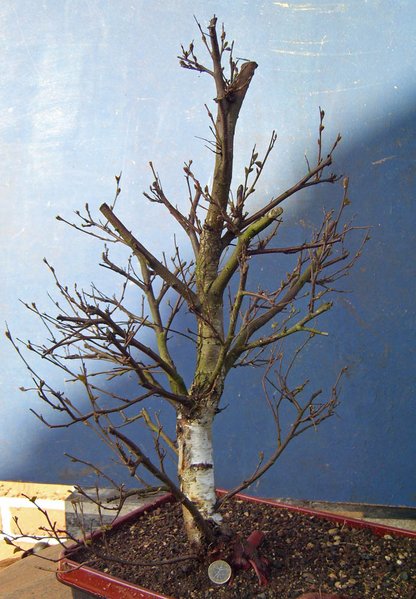 betula pubeszens