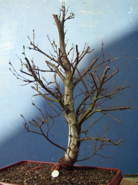 betula pubeszens