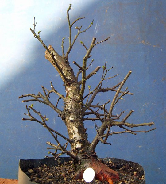 betula pubeszens