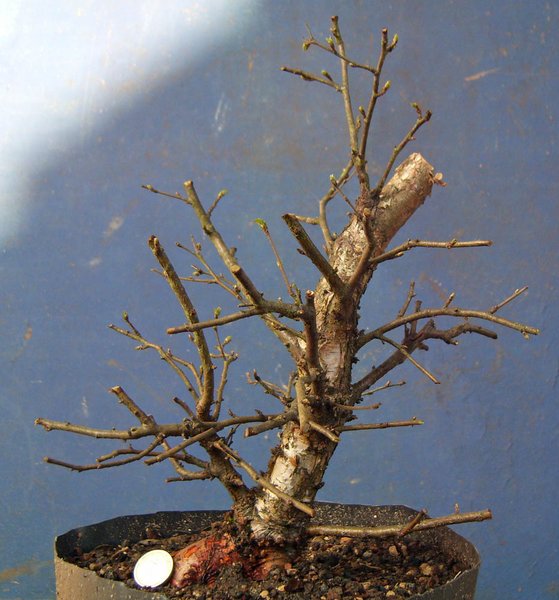 betula pubeszens