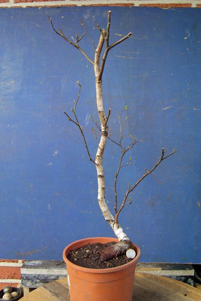 betula pubeszens literat
