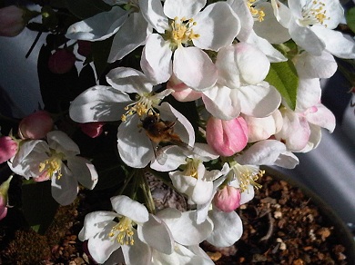 IMG00688-20110409-1742.jpg