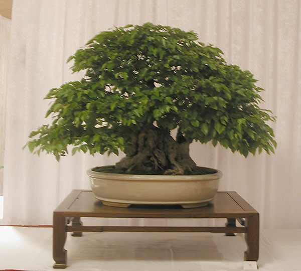 Koreanische Hainbuche