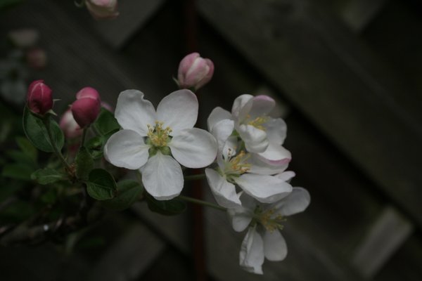 110411_Apfel2.jpg
