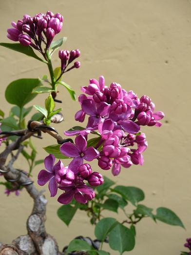 pflanzen märz 2011 044.jpg