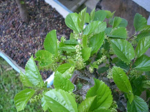 blüte 4 2011.JPG
