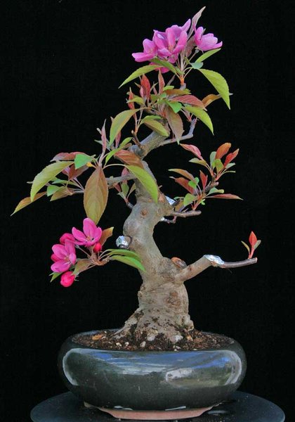 malus-liset_5321a.jpg
