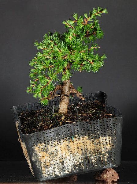 larix_schmieda_0411.jpg