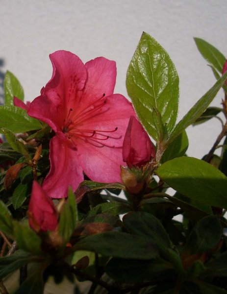 19.4.2011 detail.JPG