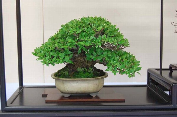 Kokufu 201145.jpg