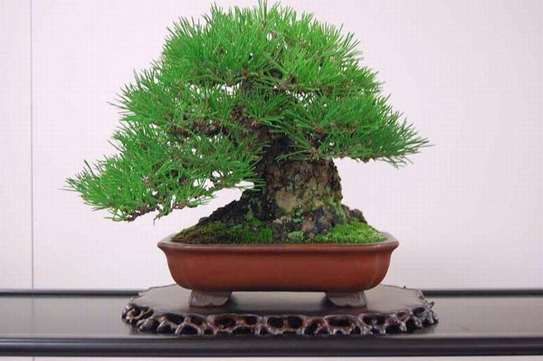 Kokufu 201149.jpg