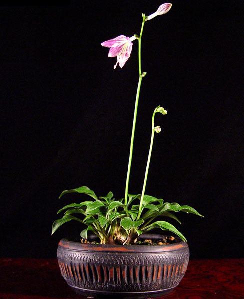 hosta605.jpg