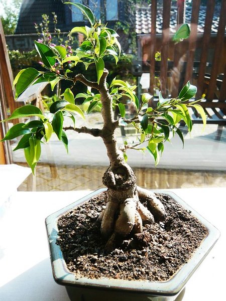 Ficus1.jpg