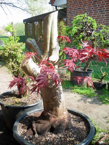 acer palmatum april 2011 3.jpg