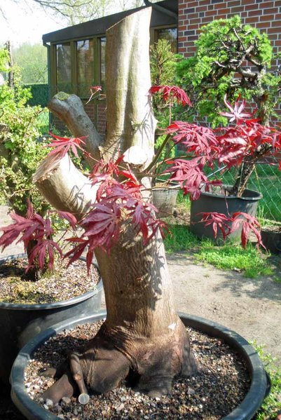 acer palmatum april 2011 4.jpg