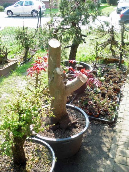 acer palmatum april 2011 6.jpg