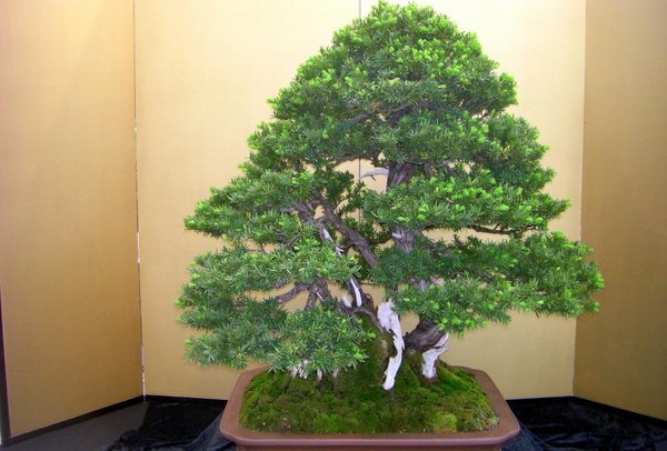 Das ist er: der "Baum des kaiserlichen Anblicks"