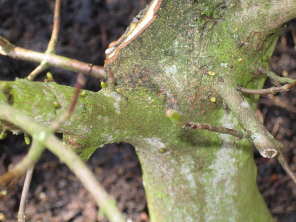 Felsenahorn_Triebe_Detail.jpg
