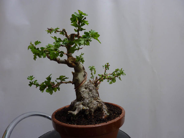 P1000216.JPG