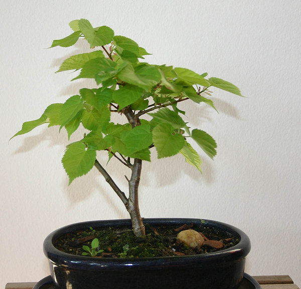 TiliaStecklingApril2011.JPG