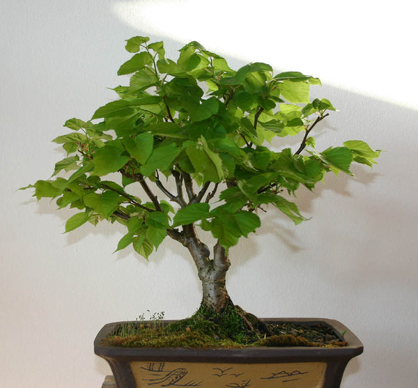 SommerlindeApril2011.JPG