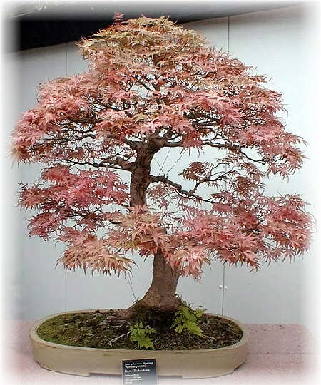 bonsai-baum.jpg