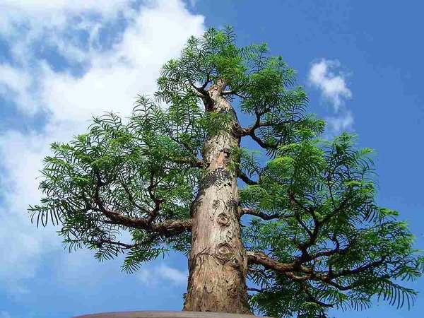 Urweltmamutbaum 5 klein.jpg
