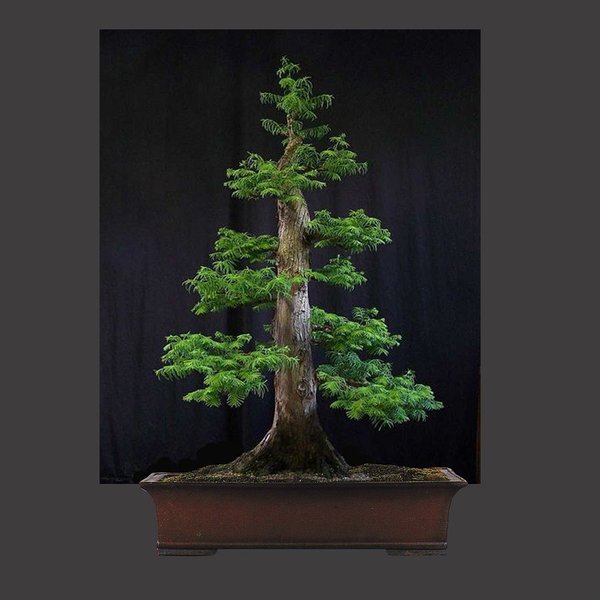 bonsai 1.jpg