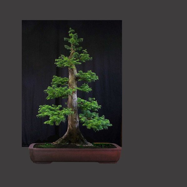 bonsai 2.jpg