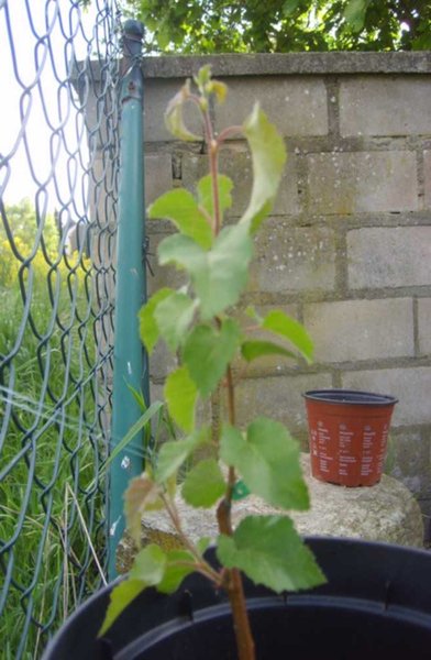 Bonsai3.jpg