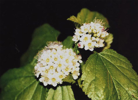 FasanenspiereBlüte3.jpg