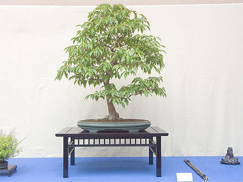 Stewartia.jpg