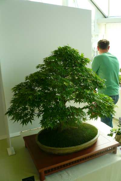 Acer-Palmatum1.jpg