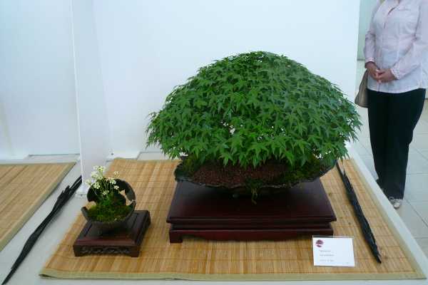 Acer-Palmatum3.jpg