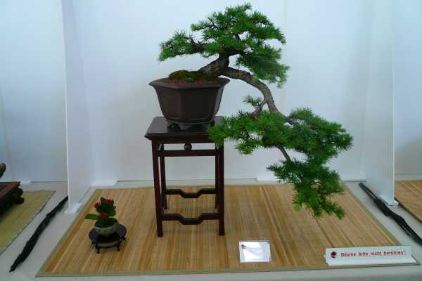 Baum+Beisteller3.jpg