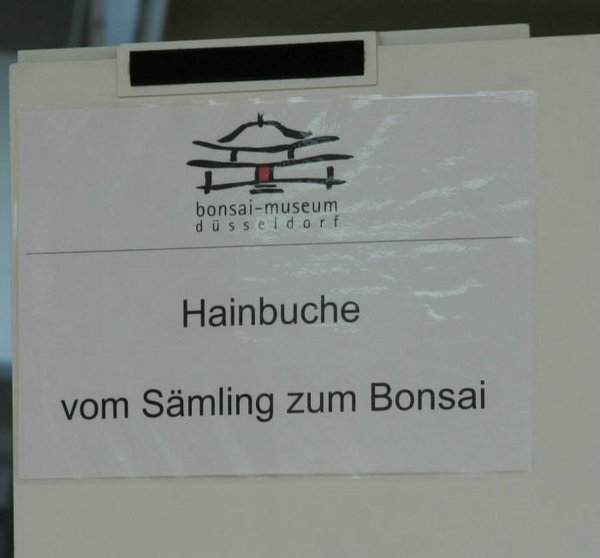 bonsaitage_12.jpg