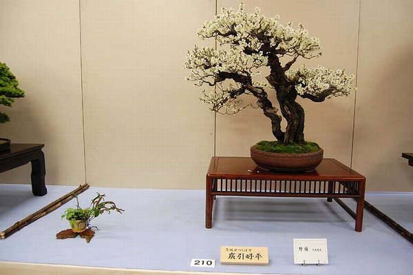 Kokufu Prunus mume composition N°210 a.jpg