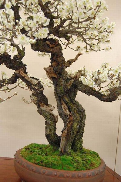 Kokufu Prunus mume composition N°210 b.jpg