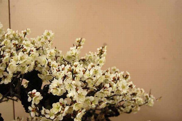 Kokufu Prunus mume composition N°210 d.jpg