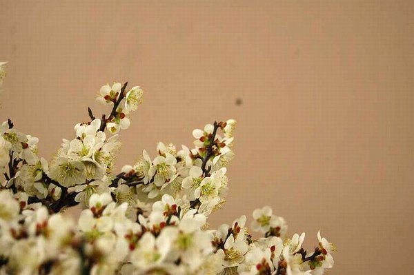 Kokufu Prunus mume composition N°210 e.jpg