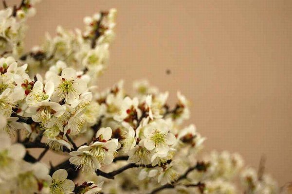 Kokufu Prunus mume composition N°210 f.jpg