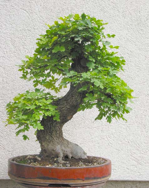 acer_campestre.jpg