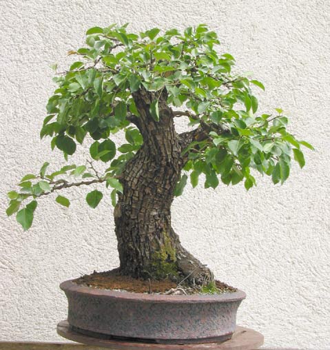pyrus_communis.jpg