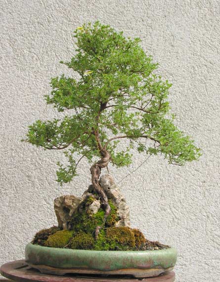 potentilla.jpg
